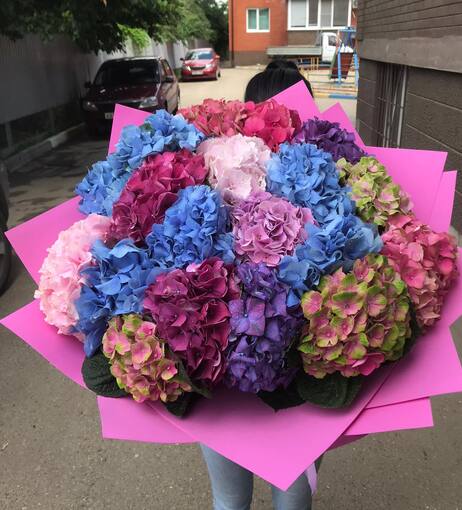 Микс гортензий 19шт